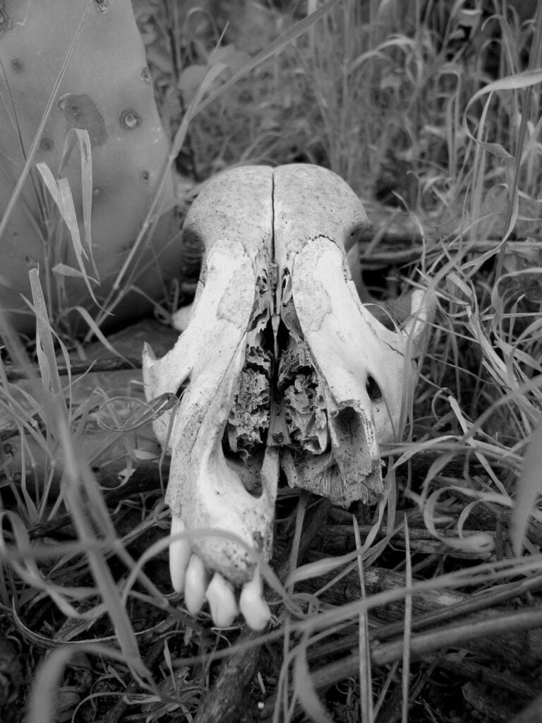 Skull Black And White Wild Forest  - eartha / Pixabay, Decomposition