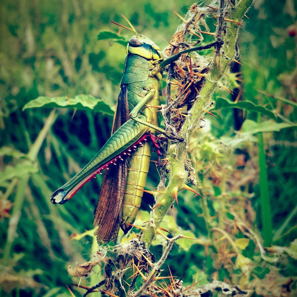 Animal Color Colour Flora Grass  - Pexels / Pixabay, Insect Plague