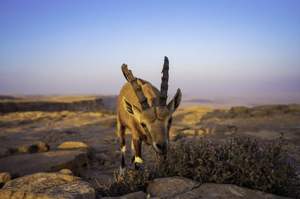 Animal Mitzpe Ramon Goat Horns  - Ri_Ya / Pixabay, Scapegoat Greater