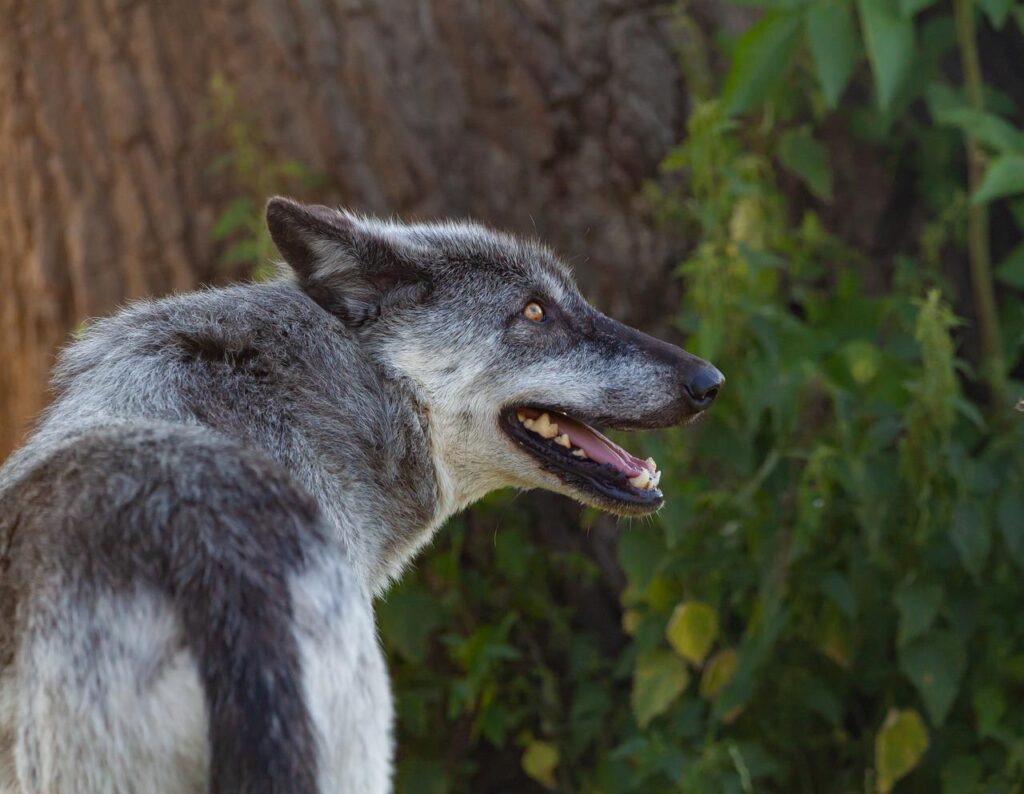 Canadian Timber Wolf Wolf Predator  - 9436196 / Pixabay, Feral Spirit