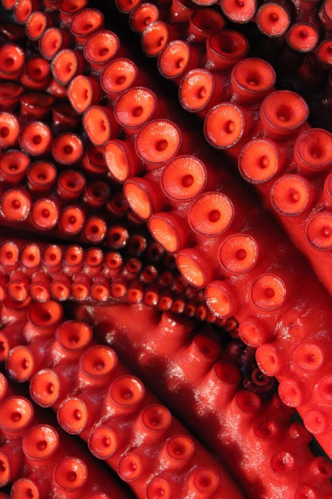 Octopus Tentacles Sucker Seafood  - andrew_t8 / Pixabay, Phineus' Writhing Tentacles