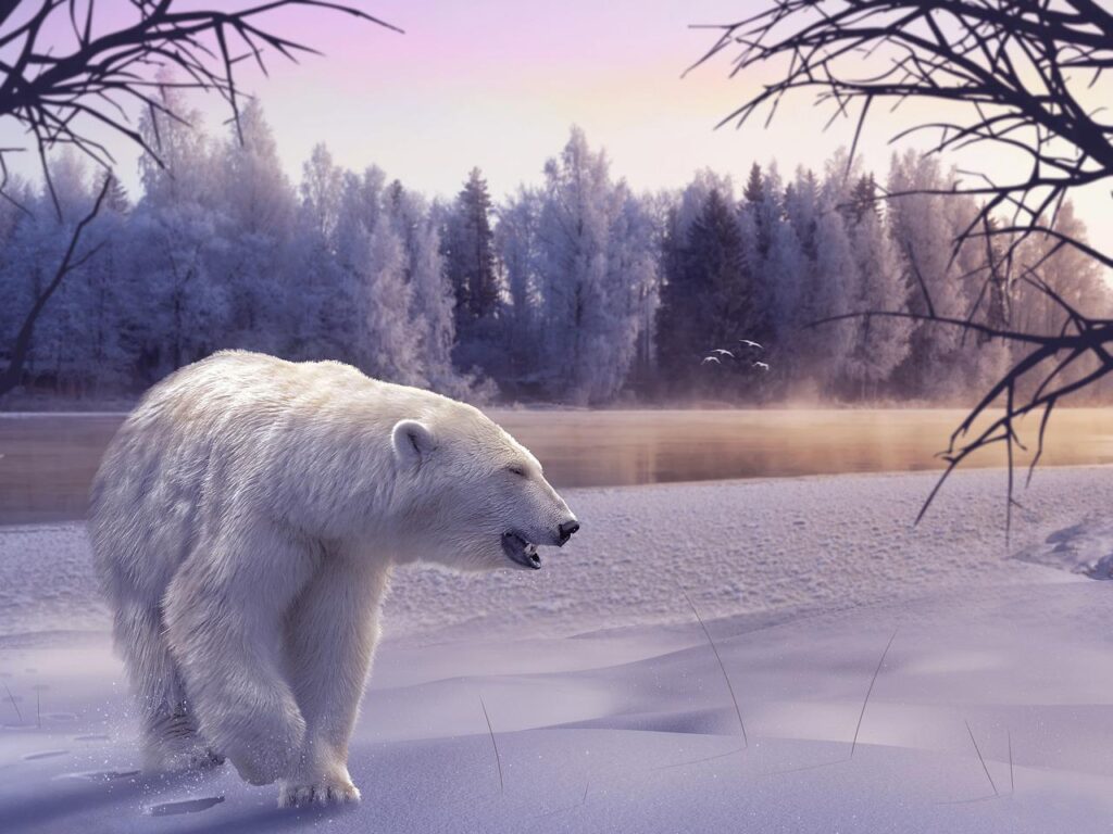 Polar Bear Winter Snow Nature  - gene1970 / Pixabay, Kokogiak