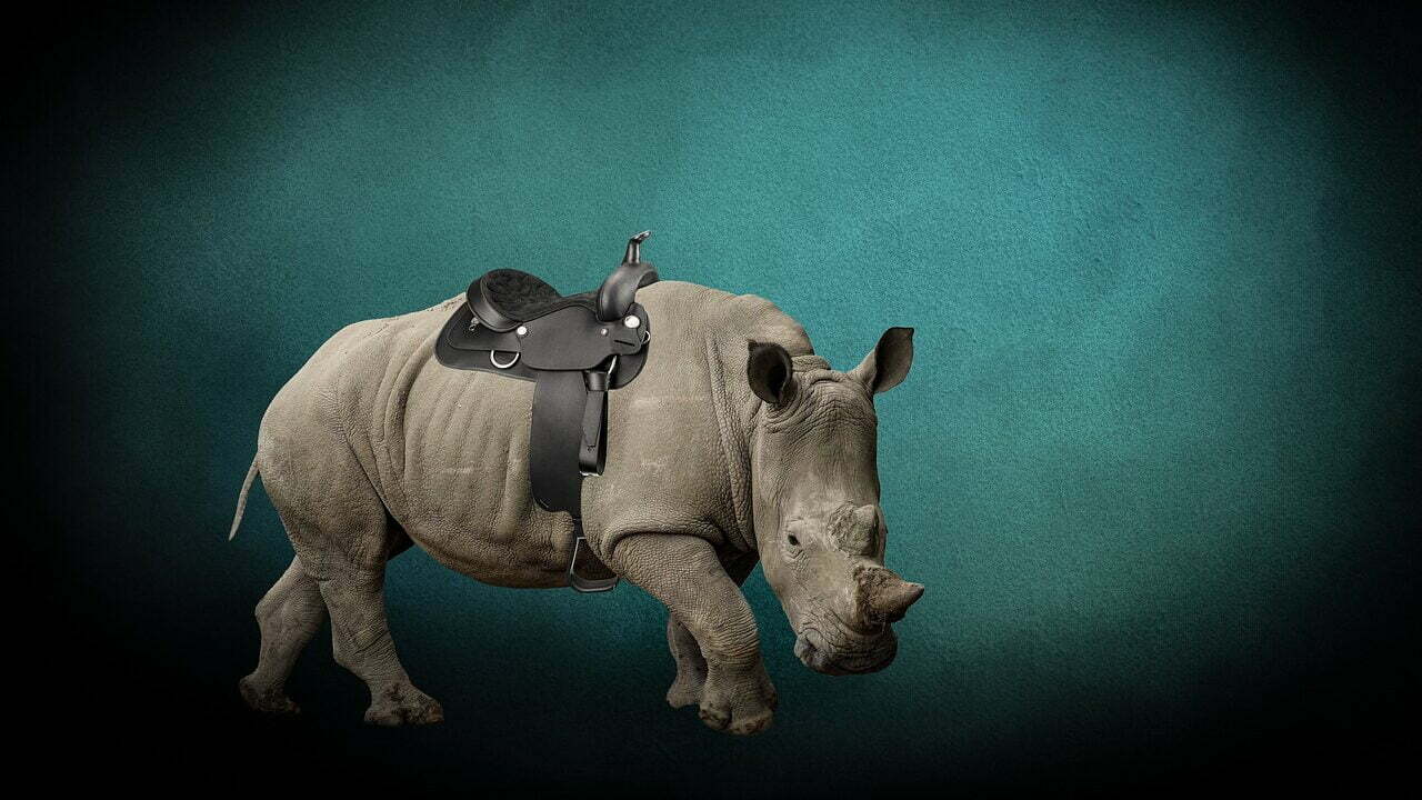 Rhino Saddle Horse Drive  - BiancaVanDijk / Pixabay, Saddle, Exotic