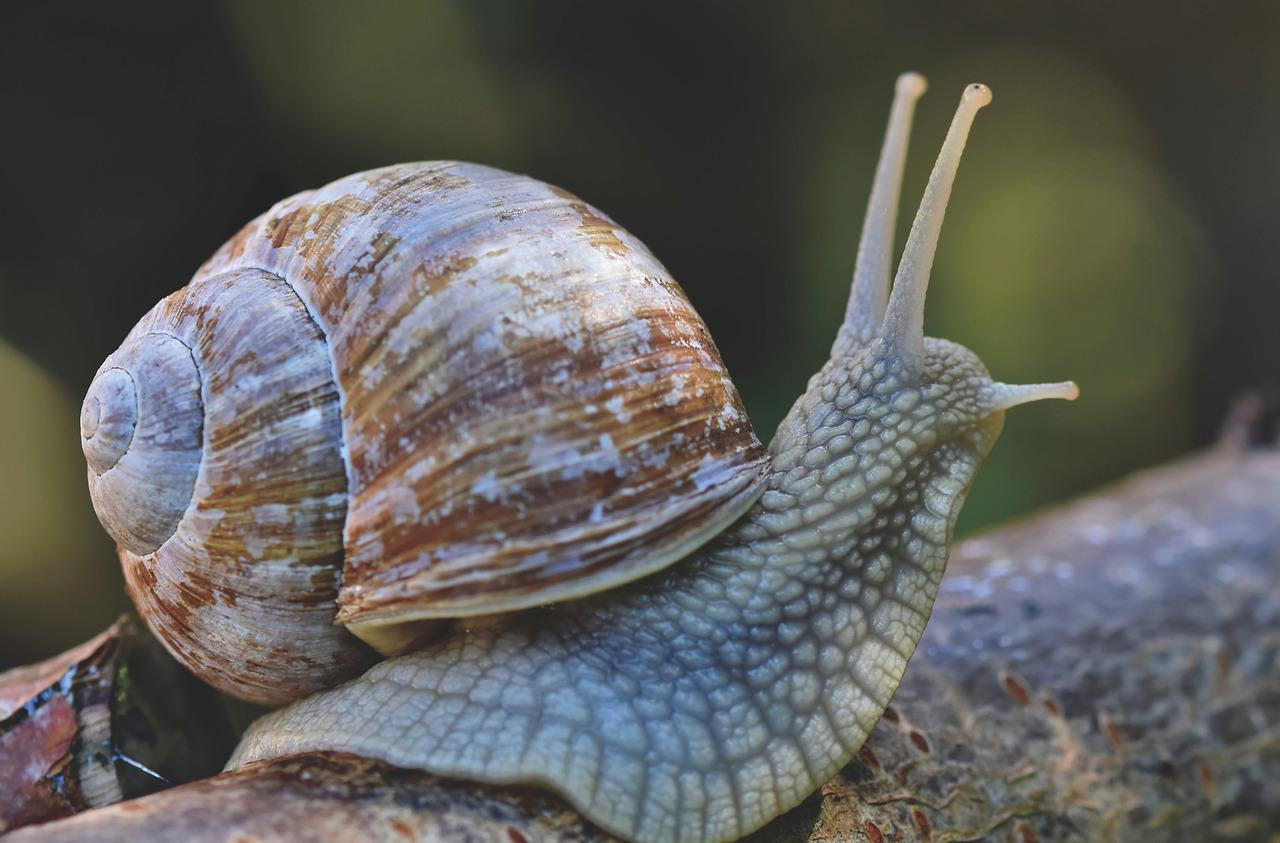 A snail with a brown and cream spiral shell extends its feelers over a branch.