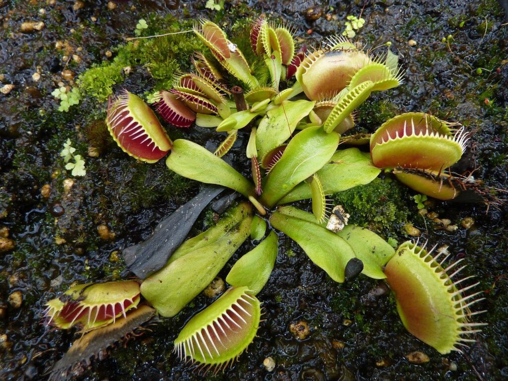 Venus Fly Trap Carnivorous Plant  - LynnB / Pixabay, Creature Types Plant