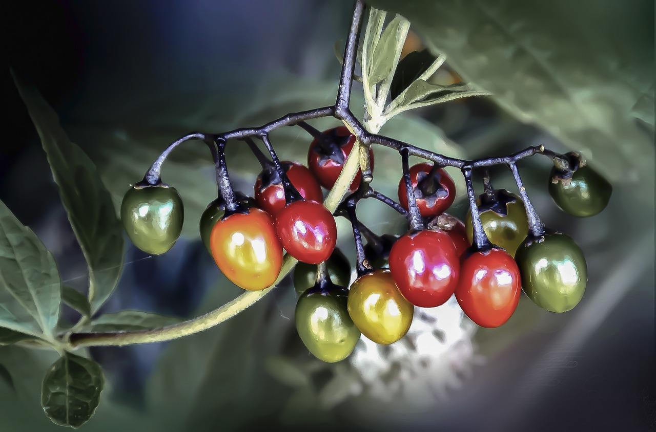 Bittersweet nightshade fruits and foliage retained as a botanical reference for the Detect Poison feat.