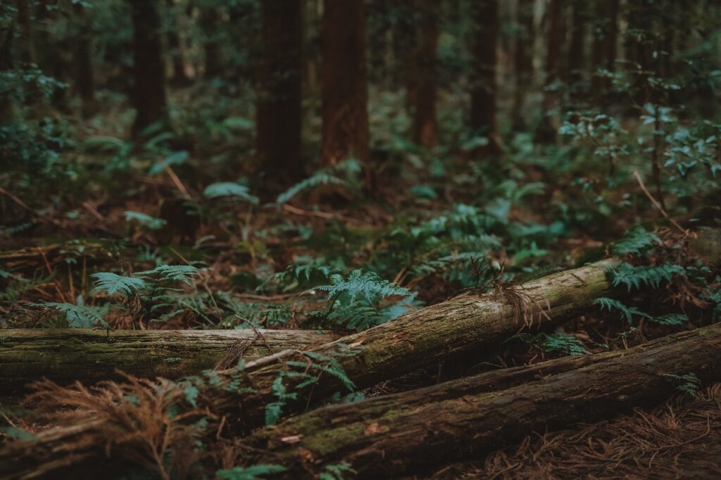 Forest Woods Trees Landscape  - Alef_photograph / Pixabay, Feat Survivor