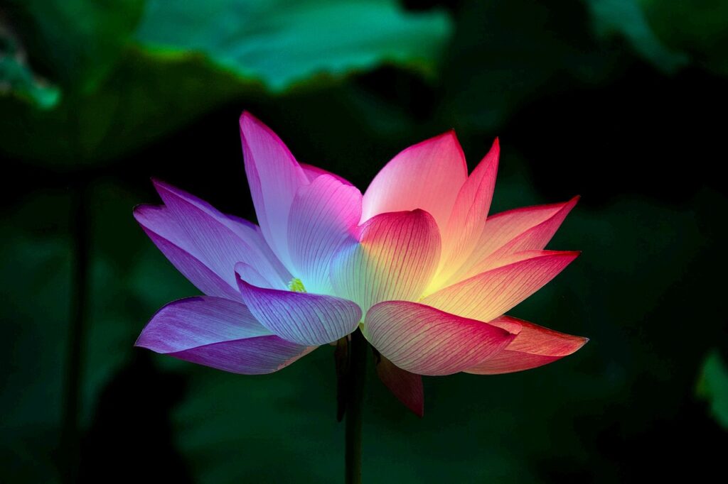 lotus flower lotus rainbow colorful 5151674, Kundalini