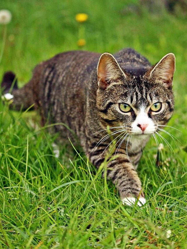 Puss Cat Kitten Sneak Up On Stalk  - rihaij / Pixabay, Move Silently