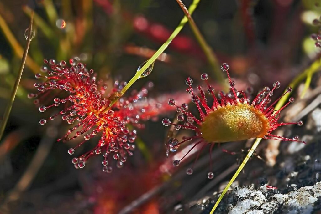 Round Leaved Sundew Plant  - Canadian-Nature-Visions / Pixabay, Plant Control, Feat Plant Control