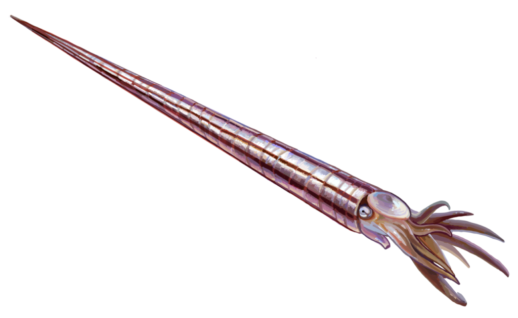By Entelognathus - Own work, CC BY-SA 4.0, https://commons.wikimedia.org/w/index.php?curid=111981757, Giant Orthocone