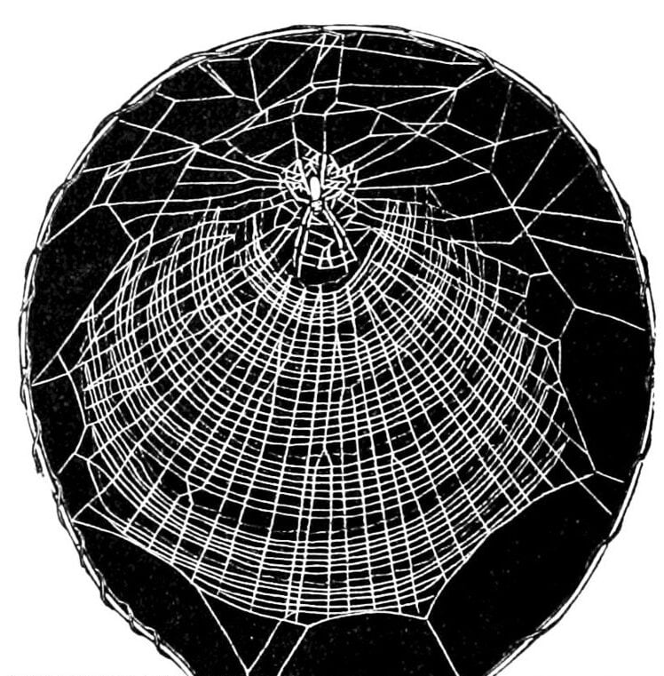 Web of Arachne