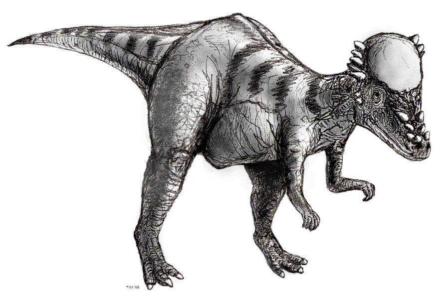 Sketch pachycephalosaurus