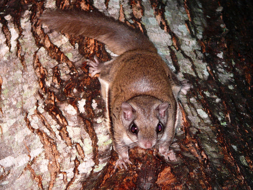1024px Southern Flying Squirrel 27527 2