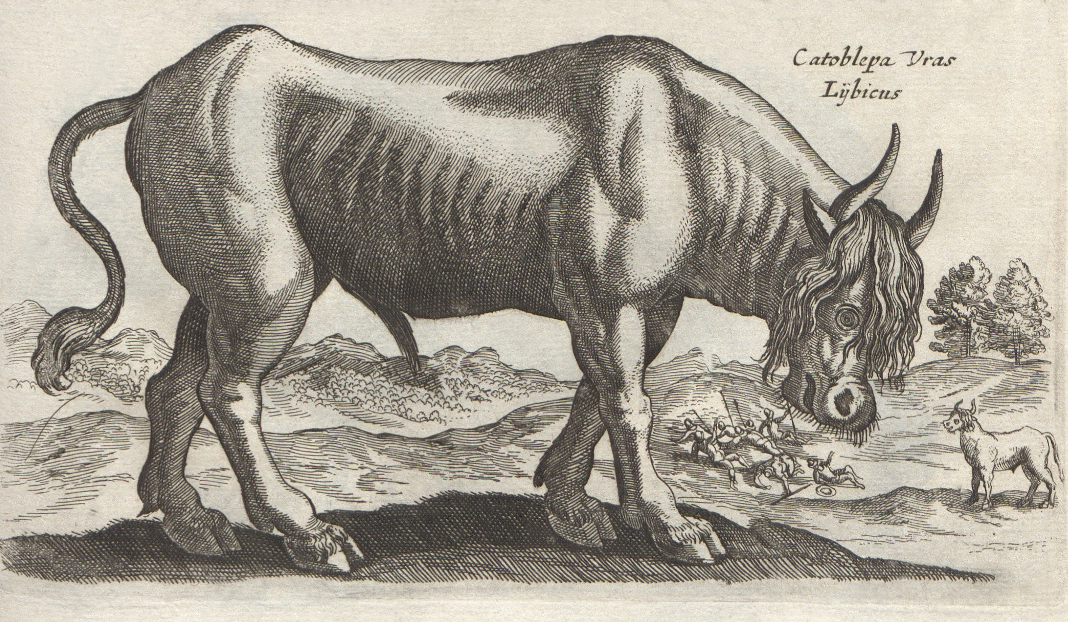A seventeenth-century engraving of a catoblepas, a bull-like African monster with a heavy downward-hanging head.