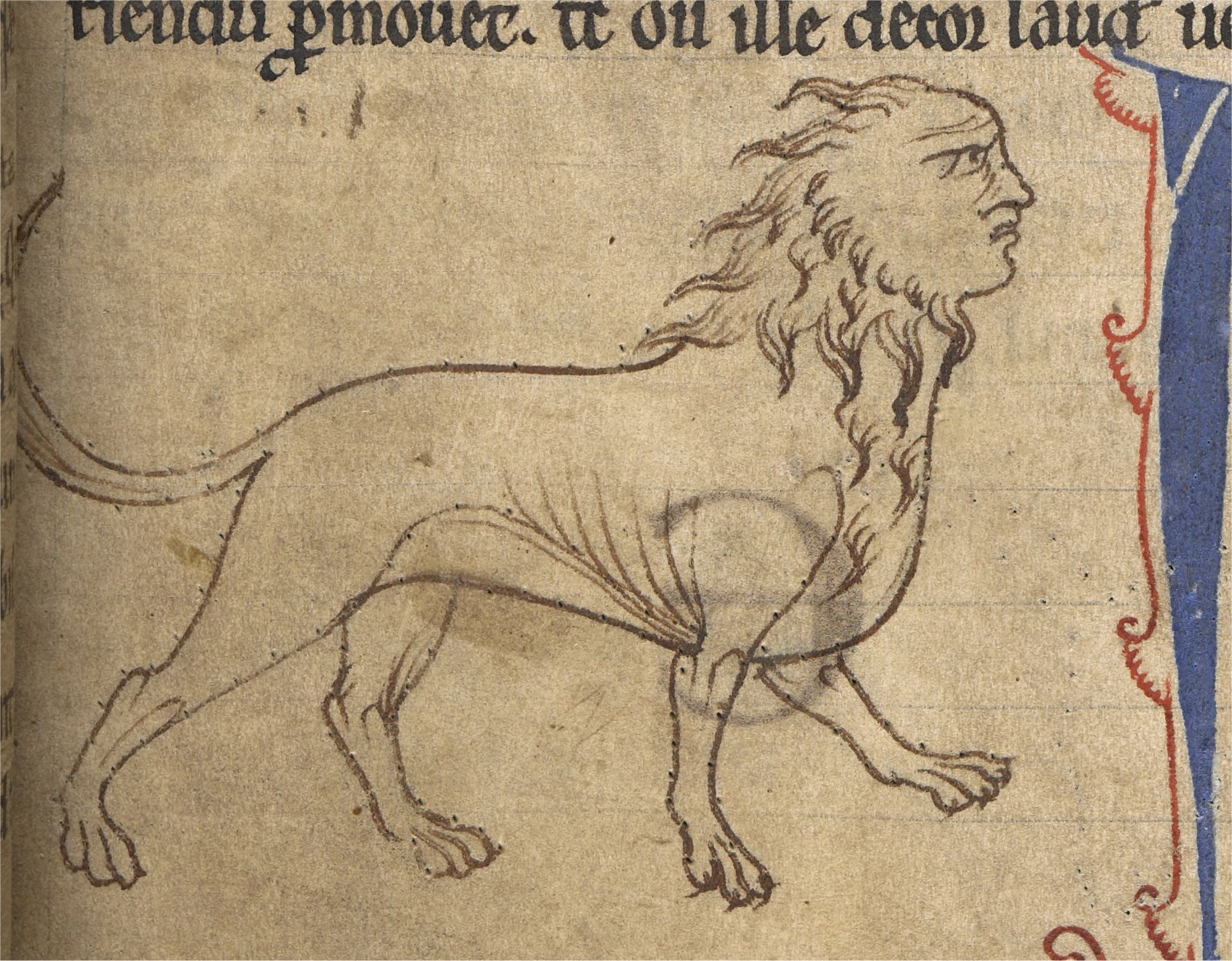 A medieval bestiary illustration of a manticore with a human-like head and lion-like body.