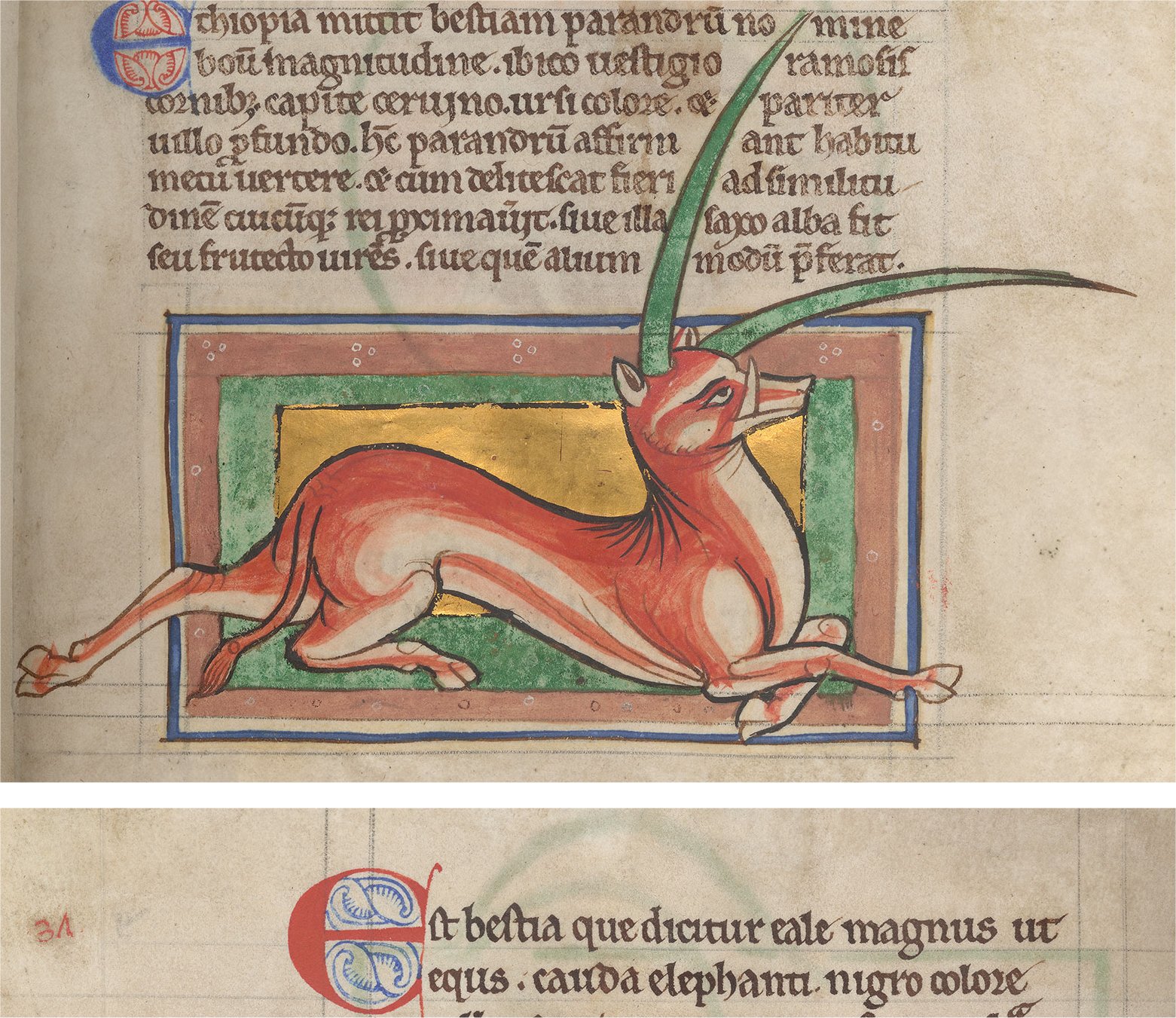 A medieval bestiary illustration of the yale or eale, a horned legendary beast with long movable horns.